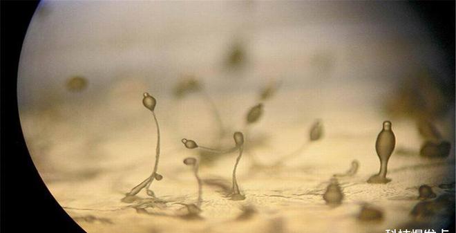 世界上雌雄_世间生物雌雄_世间生物雌雄的区别