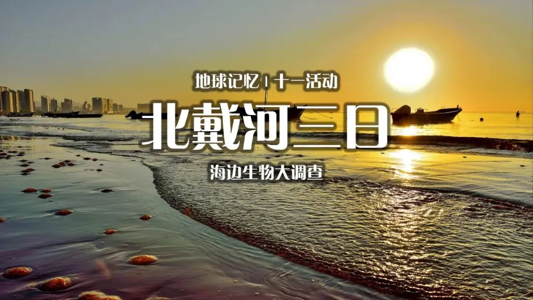 赶海注意危险生物_赶海发现奇怪生物_赶海常见的海洋生物