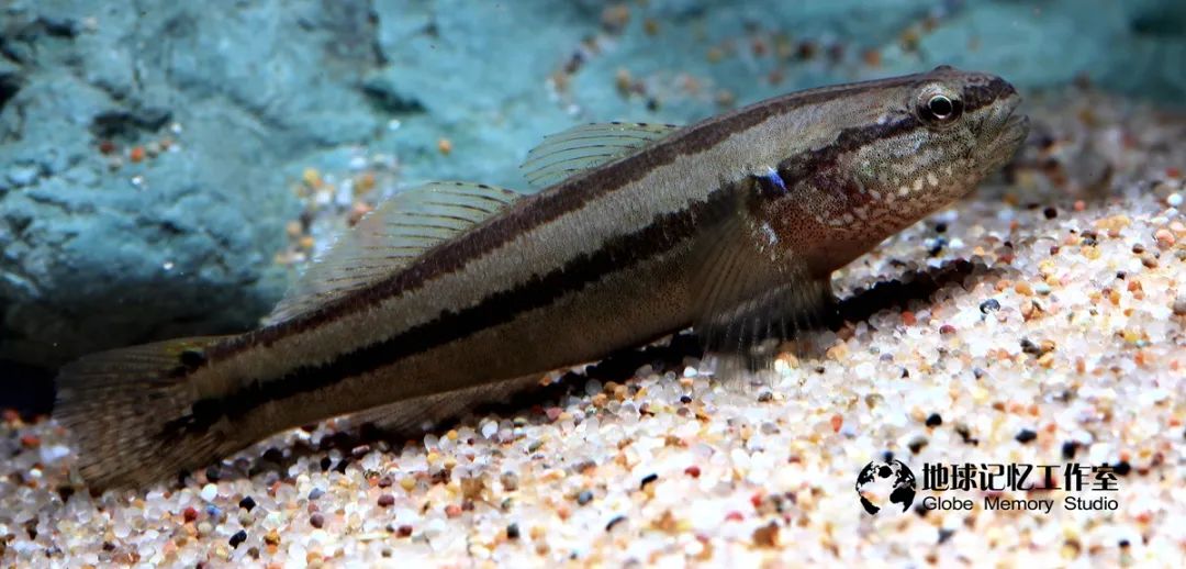 赶海发现奇怪生物_赶海常见的海洋生物_赶海注意危险生物