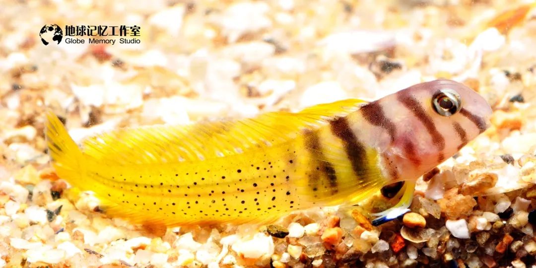 赶海常见的海洋生物_赶海注意危险生物_赶海发现奇怪生物