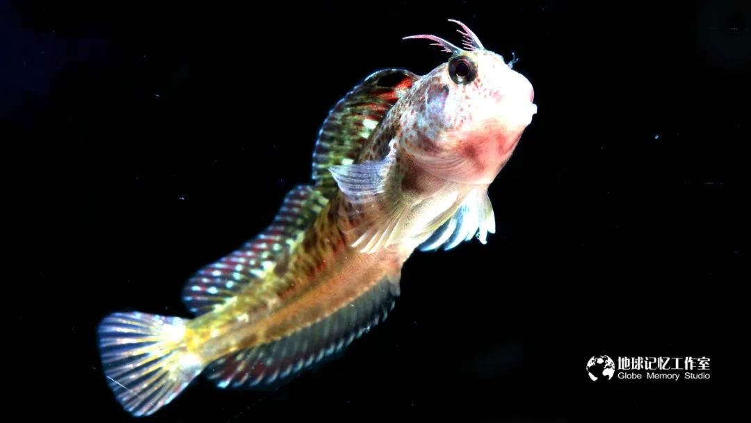 赶海注意危险生物_赶海常见的海洋生物_赶海发现奇怪生物