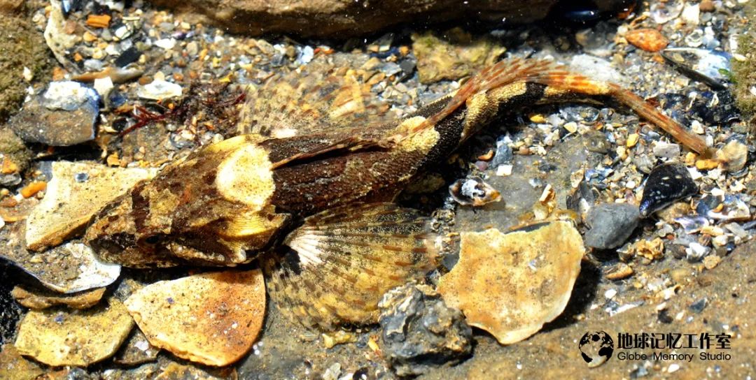 赶海注意危险生物_赶海常见的海洋生物_赶海发现奇怪生物