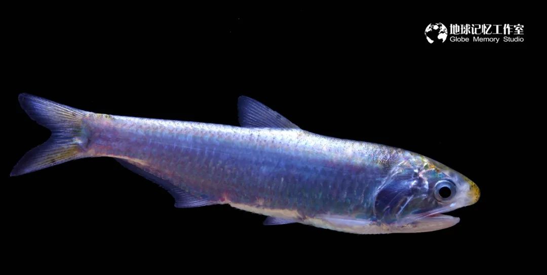 赶海注意危险生物_赶海常见的海洋生物_赶海发现奇怪生物