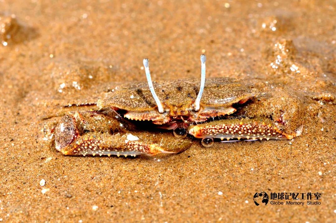 赶海发现奇怪生物_赶海常见的海洋生物_赶海注意危险生物
