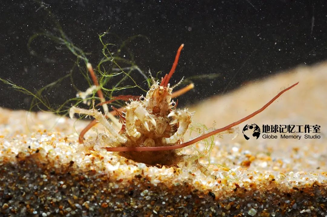 赶海常见的海洋生物_赶海发现奇怪生物_赶海注意危险生物