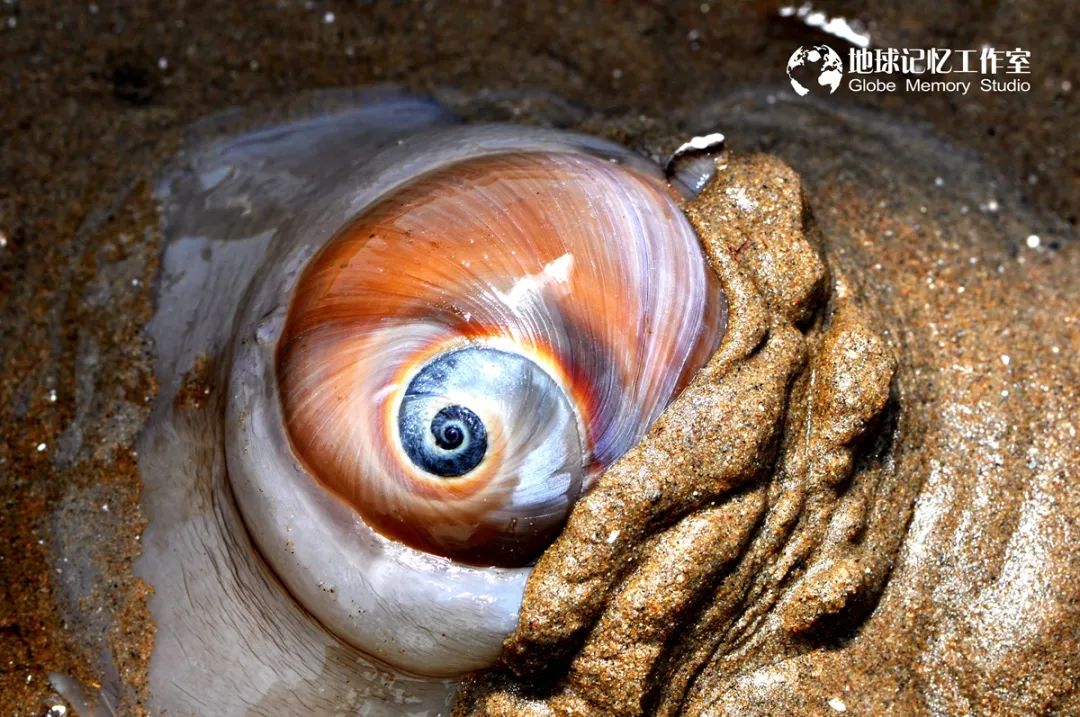 赶海发现奇怪生物_赶海常见的海洋生物_赶海注意危险生物