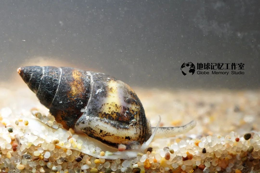 赶海注意危险生物_赶海发现奇怪生物_赶海常见的海洋生物