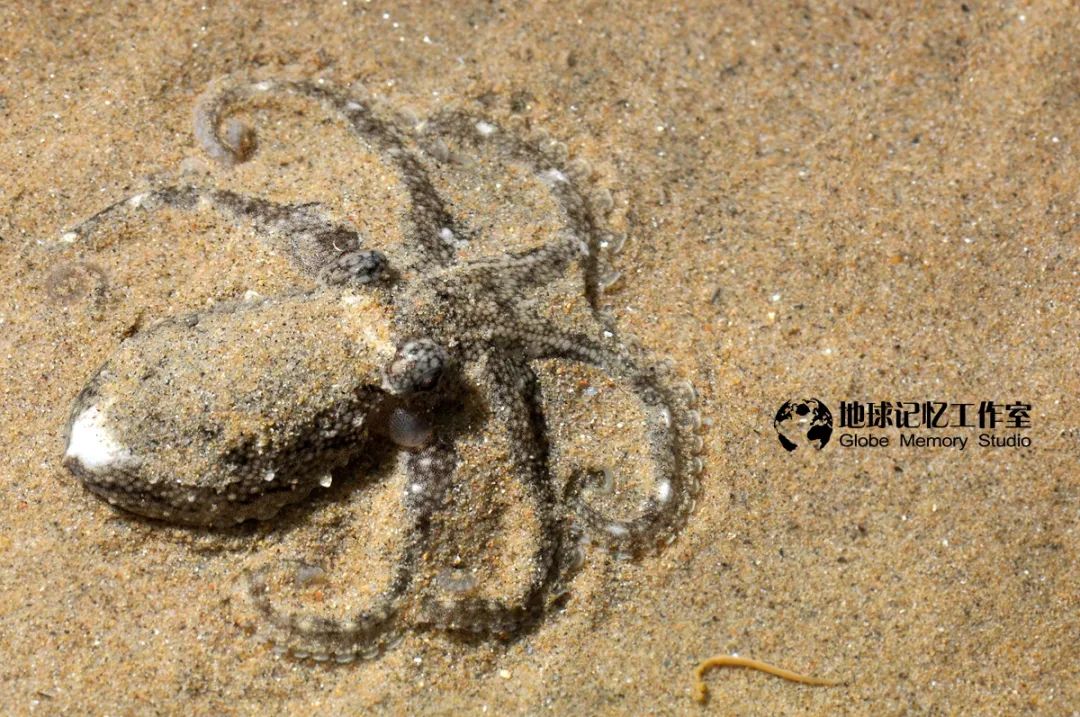 赶海注意危险生物_赶海发现奇怪生物_赶海常见的海洋生物