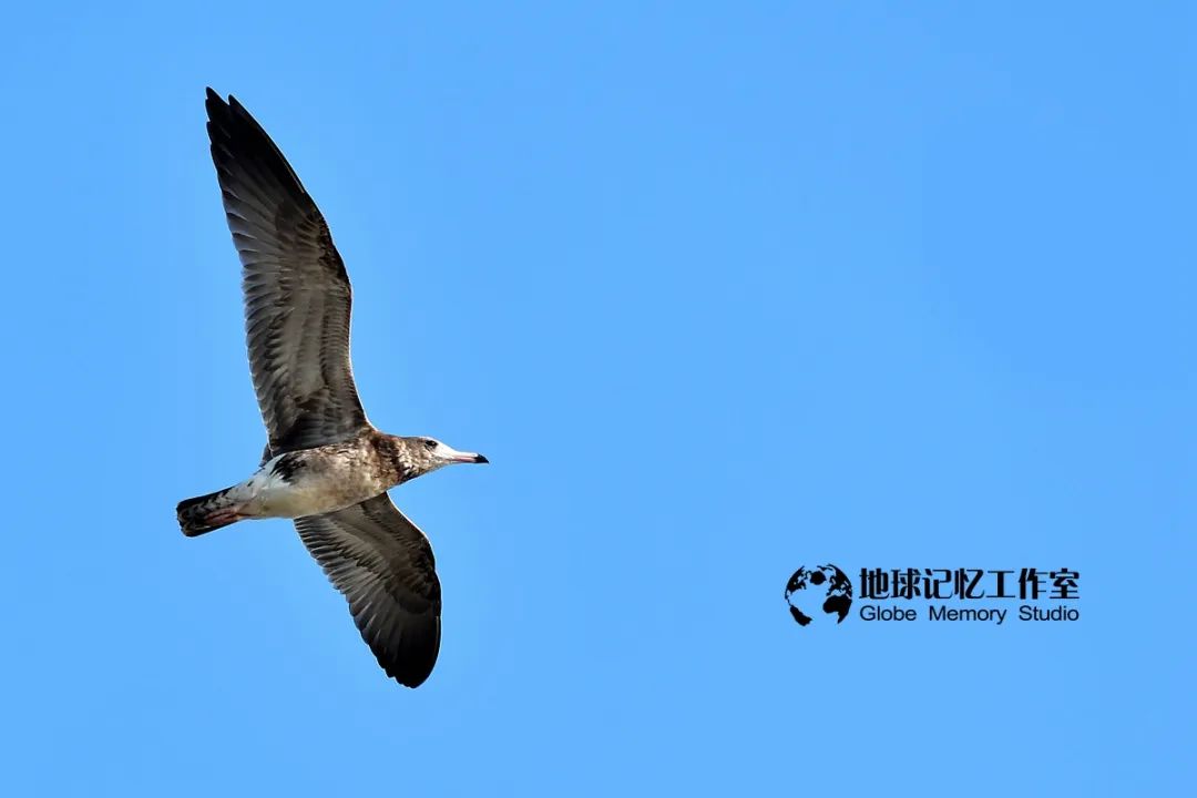 赶海发现奇怪生物_赶海常见的海洋生物_赶海注意危险生物