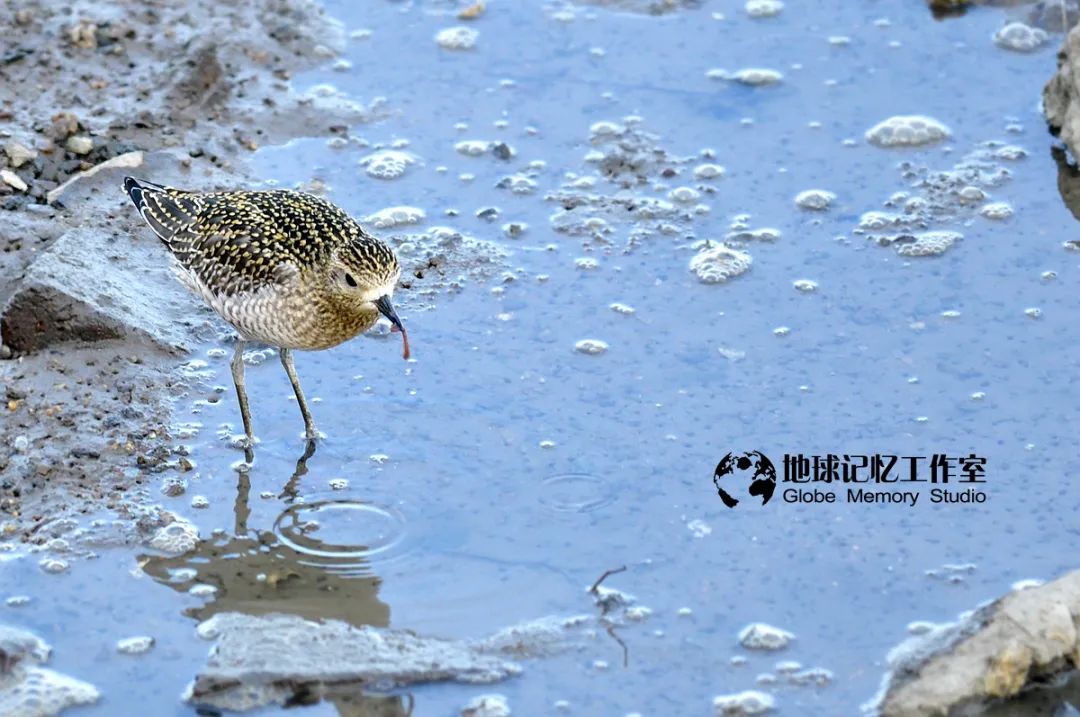 赶海注意危险生物_赶海发现奇怪生物_赶海常见的海洋生物