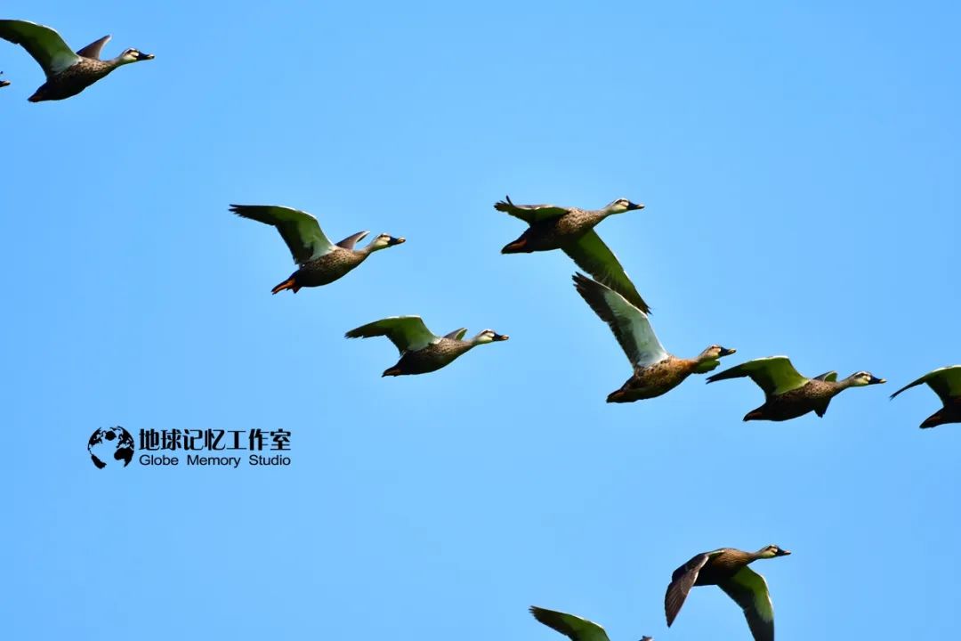 赶海常见的海洋生物_赶海注意危险生物_赶海发现奇怪生物